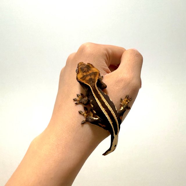 슈퍼스트라이프 엠티백