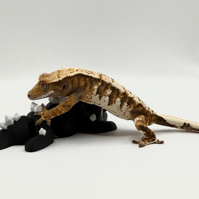 트라이 익스트림할리퀸