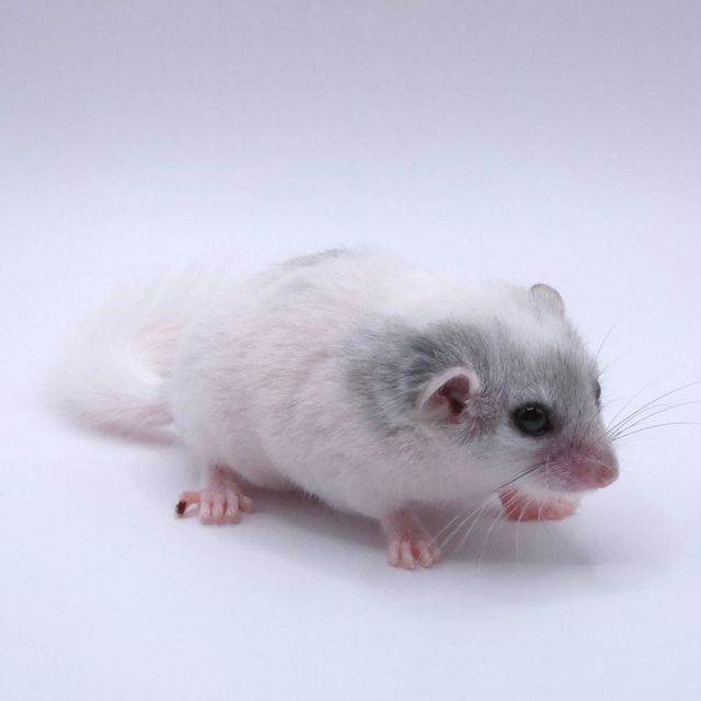 달마시안