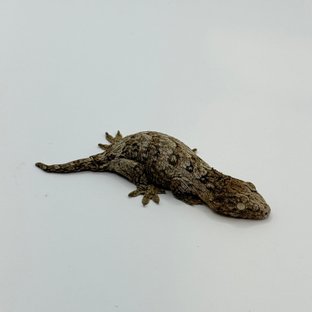 파인아일랜드 하이 컬러