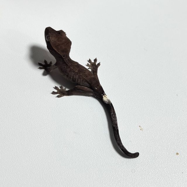 카푸치노 팬텀 다크 챠콜