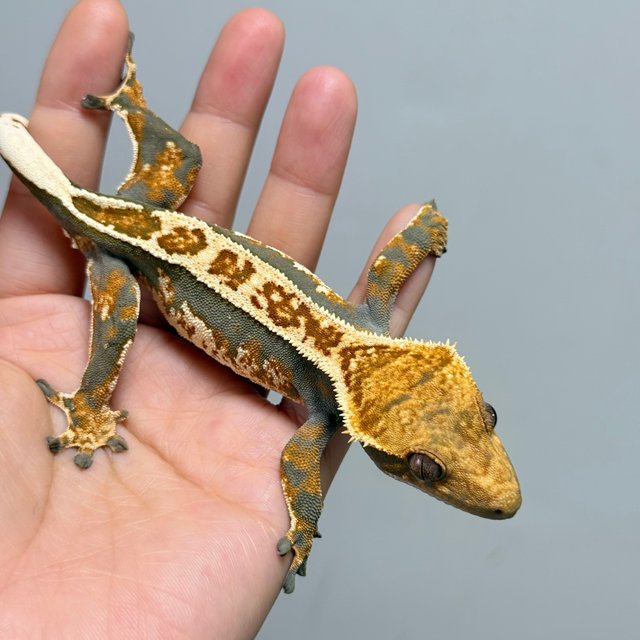 텐저린 트라이 익스트림할리퀸