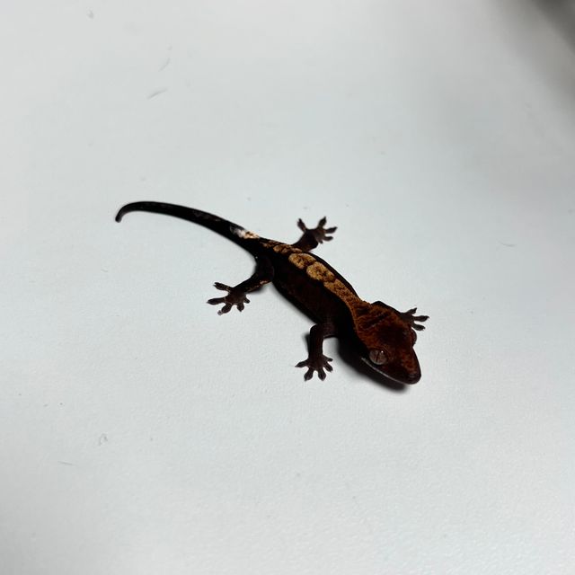 카푸치노