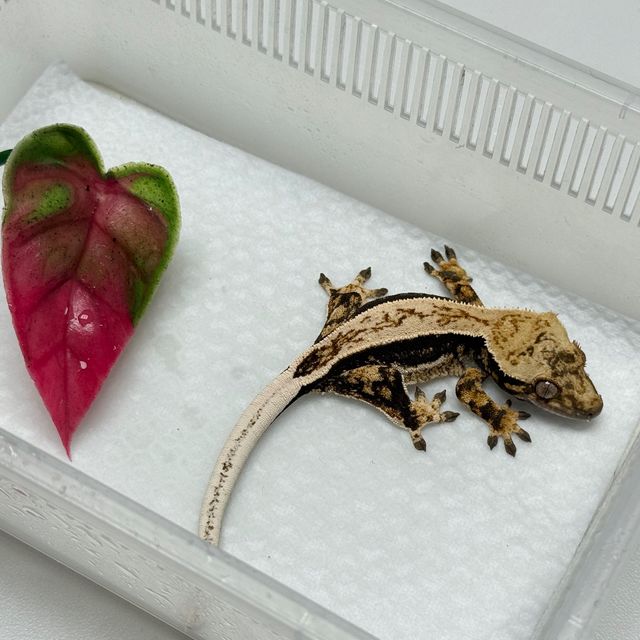 풀핀 쿼드 엠티백