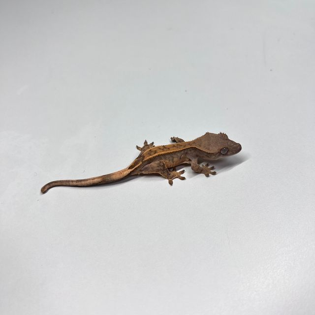 노멀 트라이