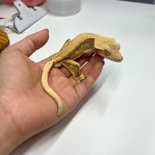 하이포 노멀
