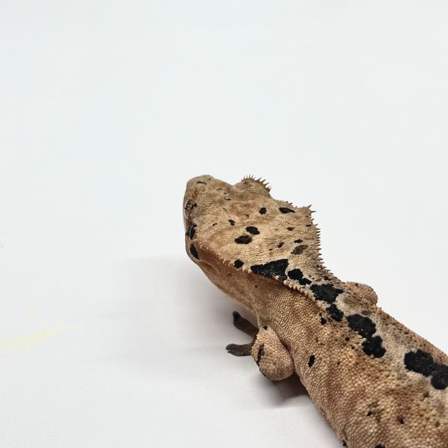 슈퍼달마시안