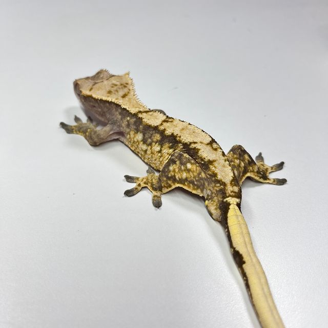 노멀 트라이