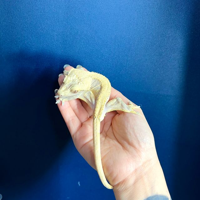 하이포 노멀