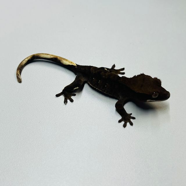 챠콜 다크 팬텀