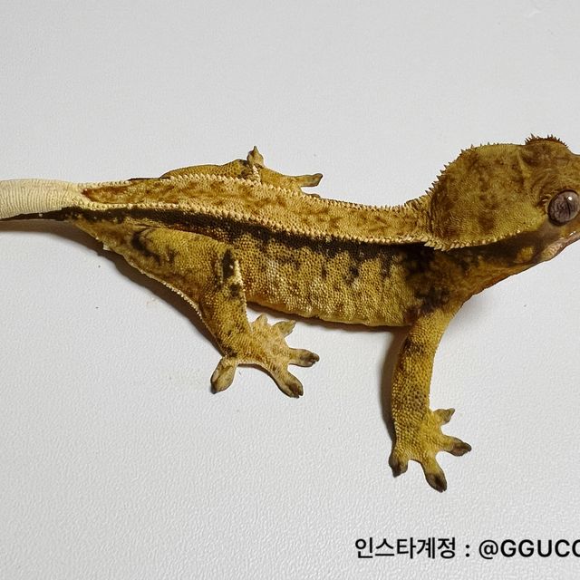 트라이 핀스트라이프 옐로우
