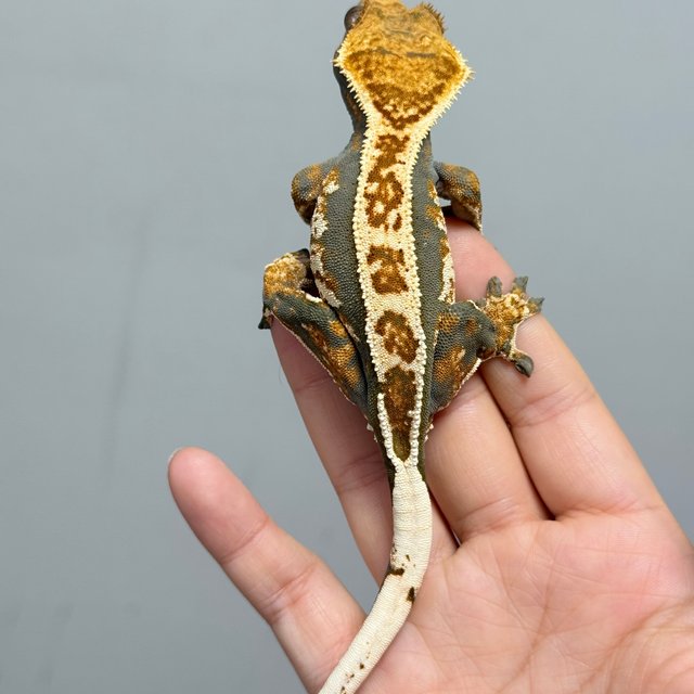 텐저린 트라이 익스트림할리퀸