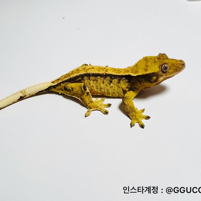 트라이 핀스트라이프 옐로우