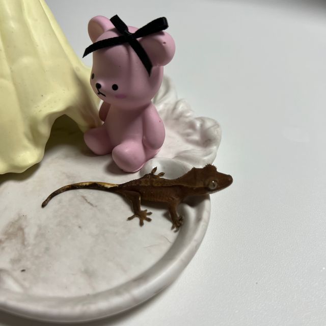 패턴리스 벅스킨 레드 다크