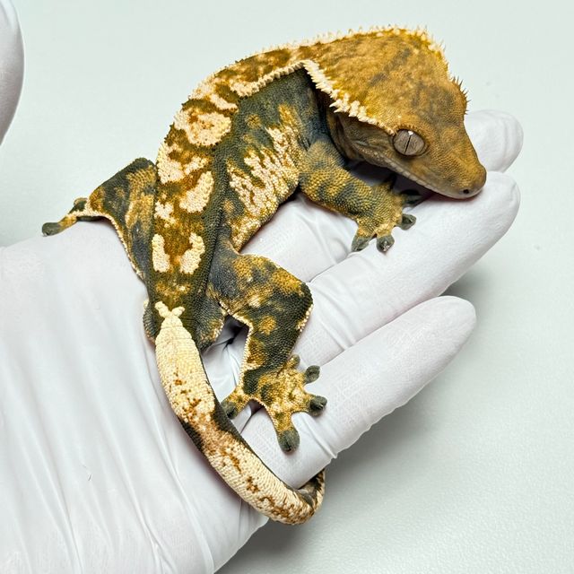 바브 텐저린 트라이 익스트림할리퀸