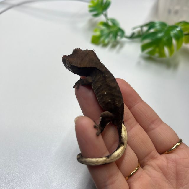 챠콜 다크 팬텀
