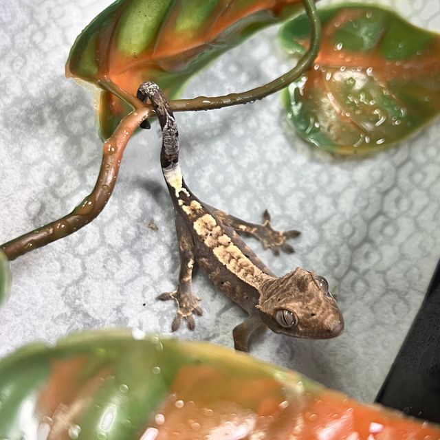 카푸치노