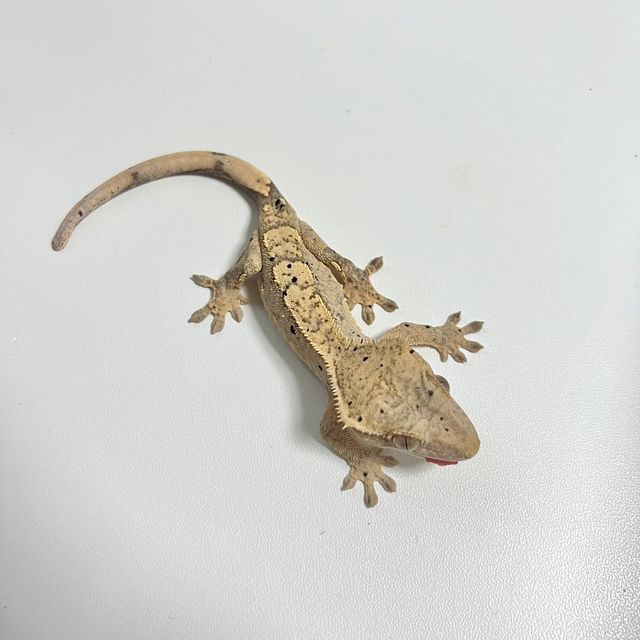 달마시안 브린들