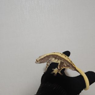 로키
