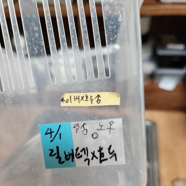 릴리화이트