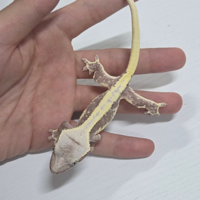 릴잔틱
