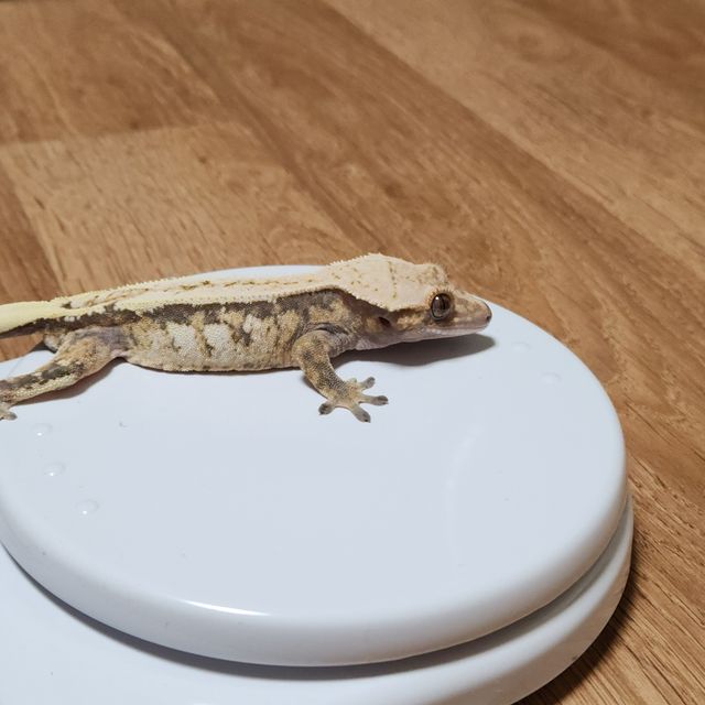 세이블