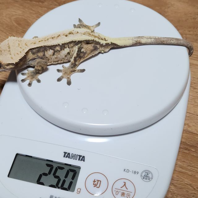 세이블