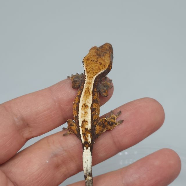 세이블