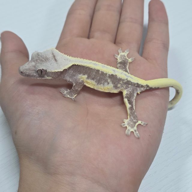 릴잔틱