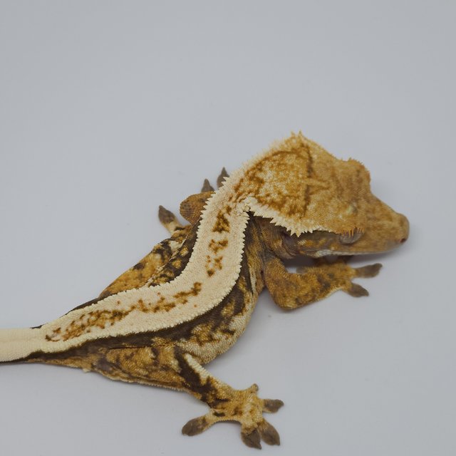 슈퍼스트라이프 핀스트라이프 화이트핀