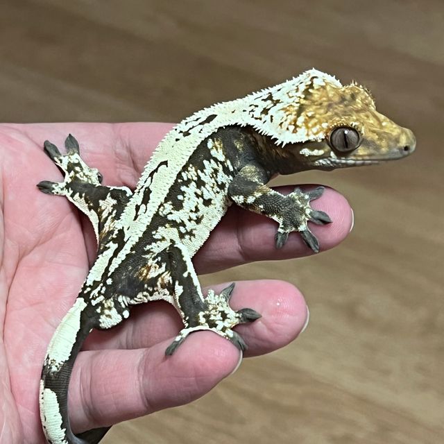 세이블