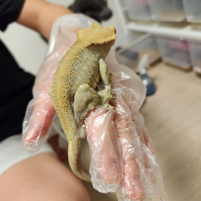 다크