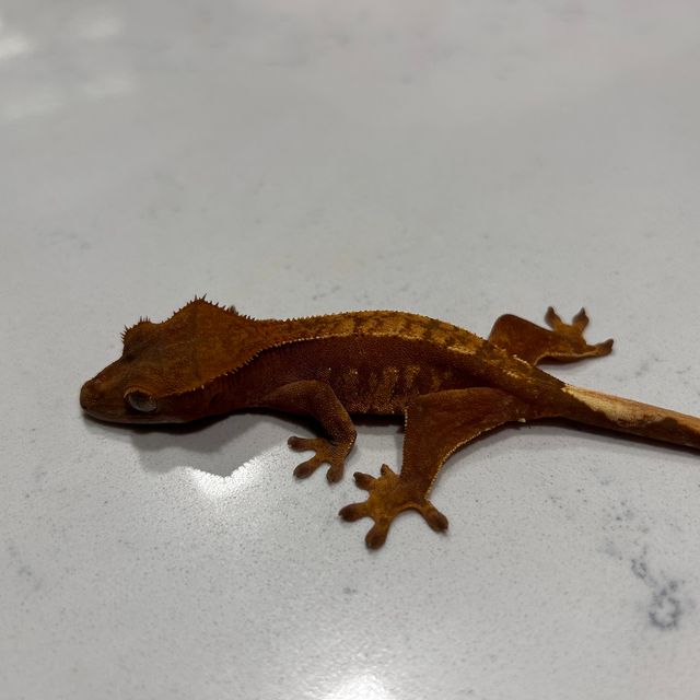 노멀