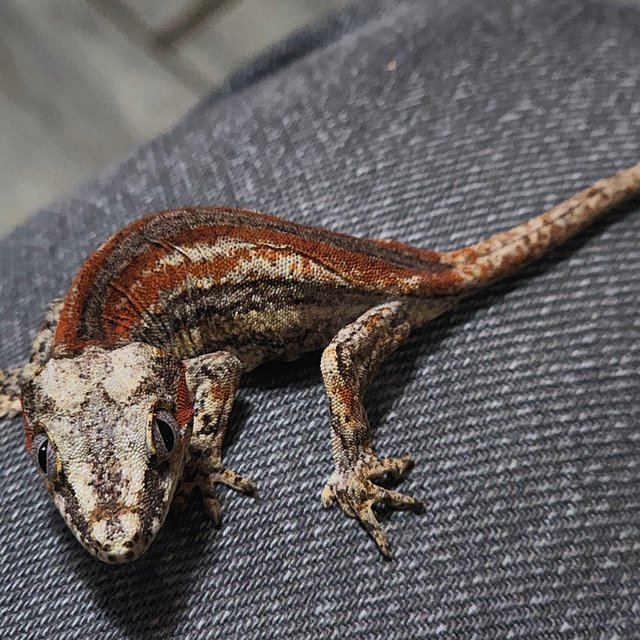 레드 스트라이프