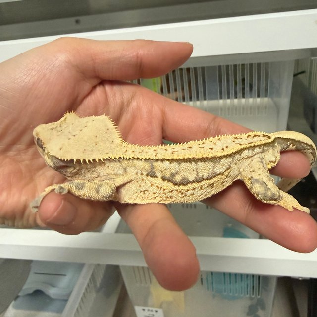 노멀 핀스트라이프 화이트스팟