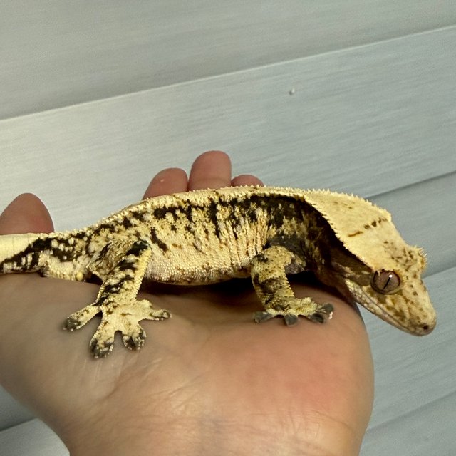 노멀 트라이 드리피 화이트스팟 옐로우