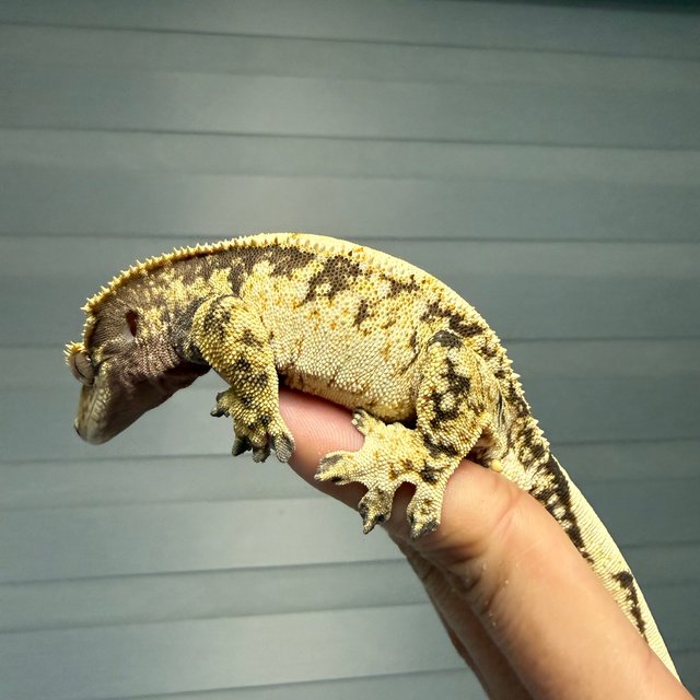 노멀 트라이 드리피 화이트스팟 옐로우