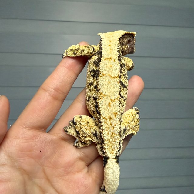 노멀 트라이 드리피 화이트스팟 옐로우