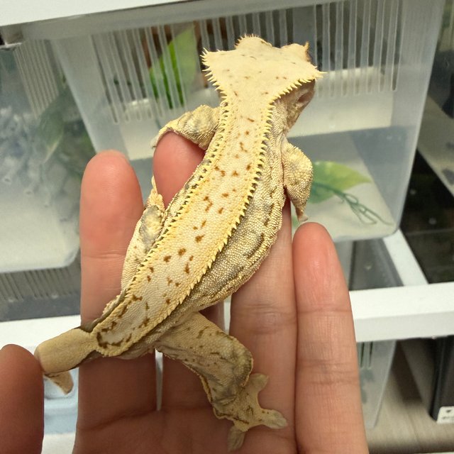 노멀 핀스트라이프 화이트스팟