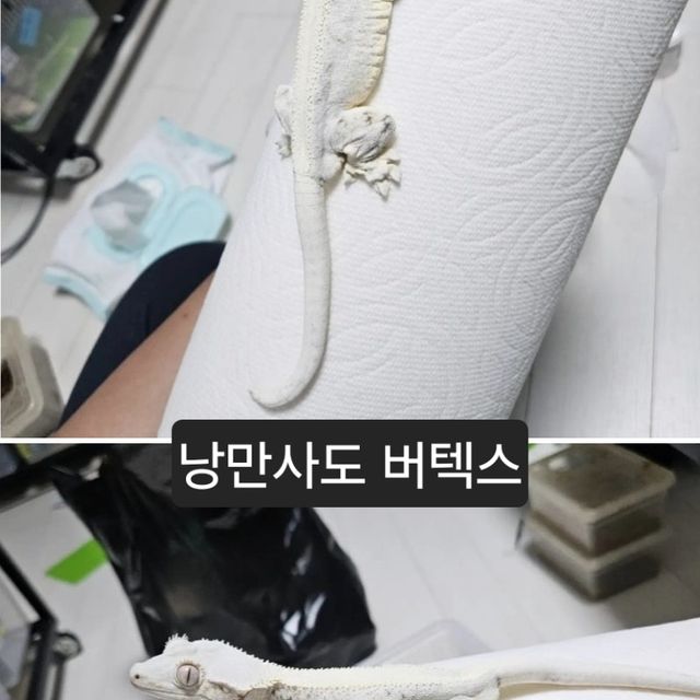 릴리화이트