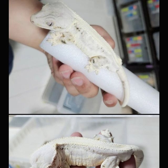 릴리화이트