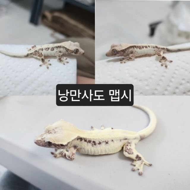 릴리 세이블
