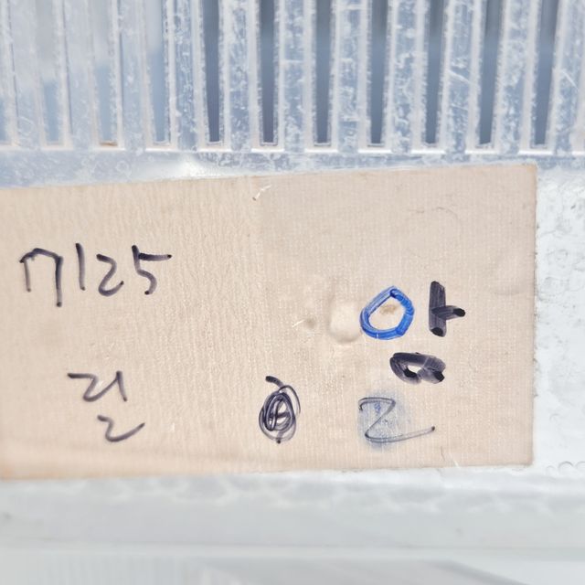 릴리화이트