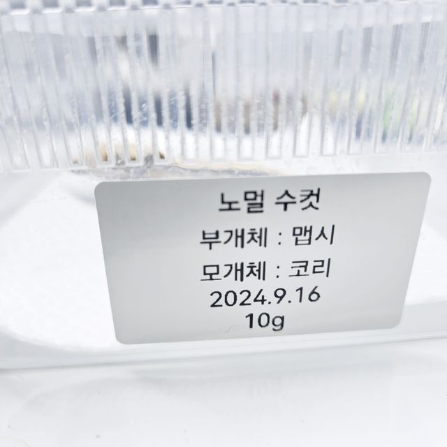 노멀
