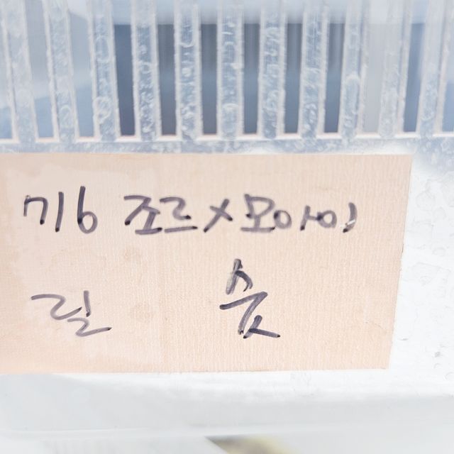 릴리화이트
