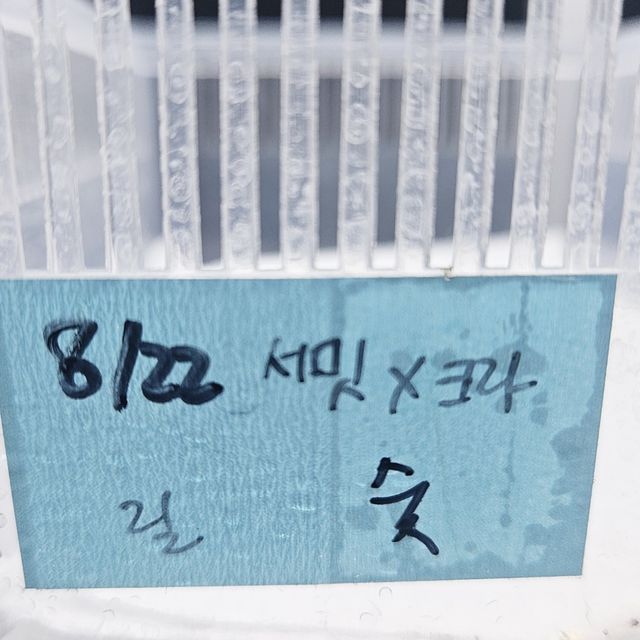 릴리화이트