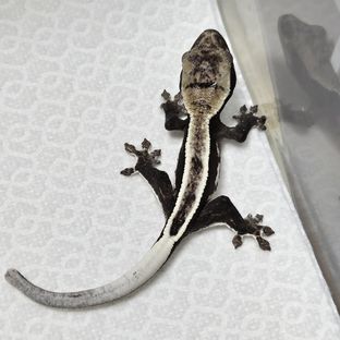 아잔틱