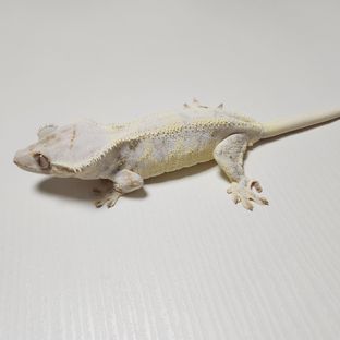 윈터