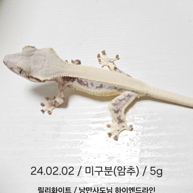 릴리화이트
