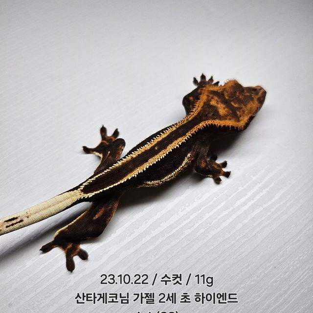 슈퍼스트라이프